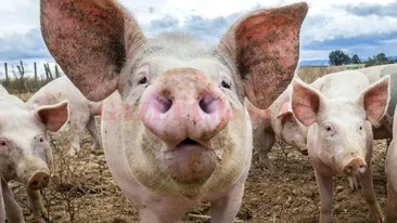 Pesta porcină se extinde îngrijorător! Încă două focare au fost descoperite în Buzău