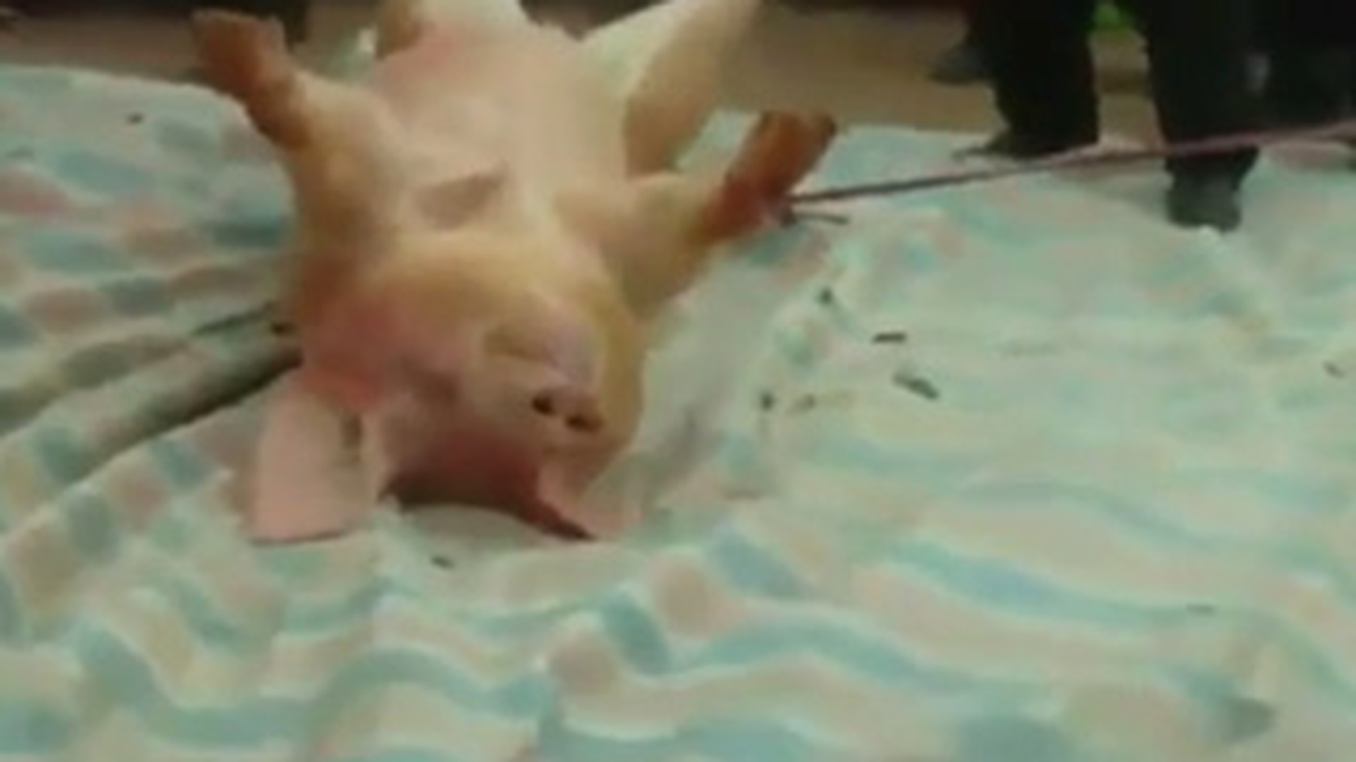 Credeai ca taranii nostri sunt barbari cand taie porcul? Uite-i pe vietnamezi ce ritual dement au - Taie bietul animal pe jumatate de viu