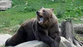 Încă un bărbat a fost atacat de urs în Argeș. Este al treilea caz în decurs de câteva zile