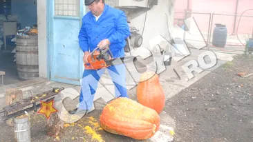 Dovleac urias in Bacau! Dolofanul cintareste 50 de kilograme si are un frate mai mic, de 38 de kilograme! Ca sa-l taie, proprietarul a folosit o drujba