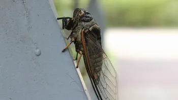 Ce sunt cicadele. Curiozități despre cicade și cât de periculoase sunt
