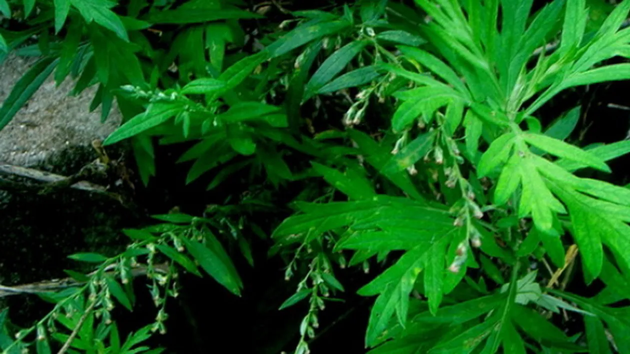 O planta aparent banala poate distruge 98% din celulele canceroase in doar 16 ore! Cu ce trebuie sa o combini