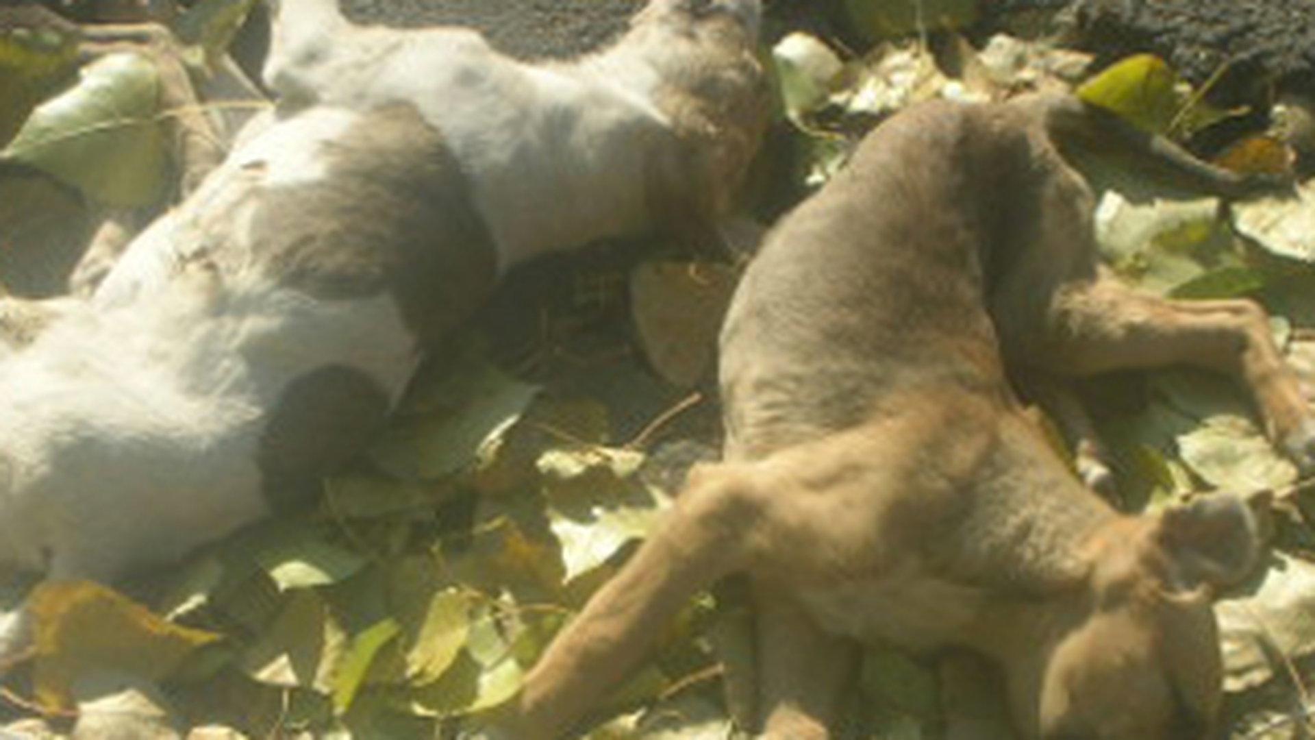 MASACRU! Zeci de caini otraviti au fost gasiti in comuna Rosu din judetul Ilfov!