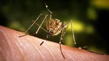 Încă două cazuri de infecţie cu virusul West Nile au fost raportate în România