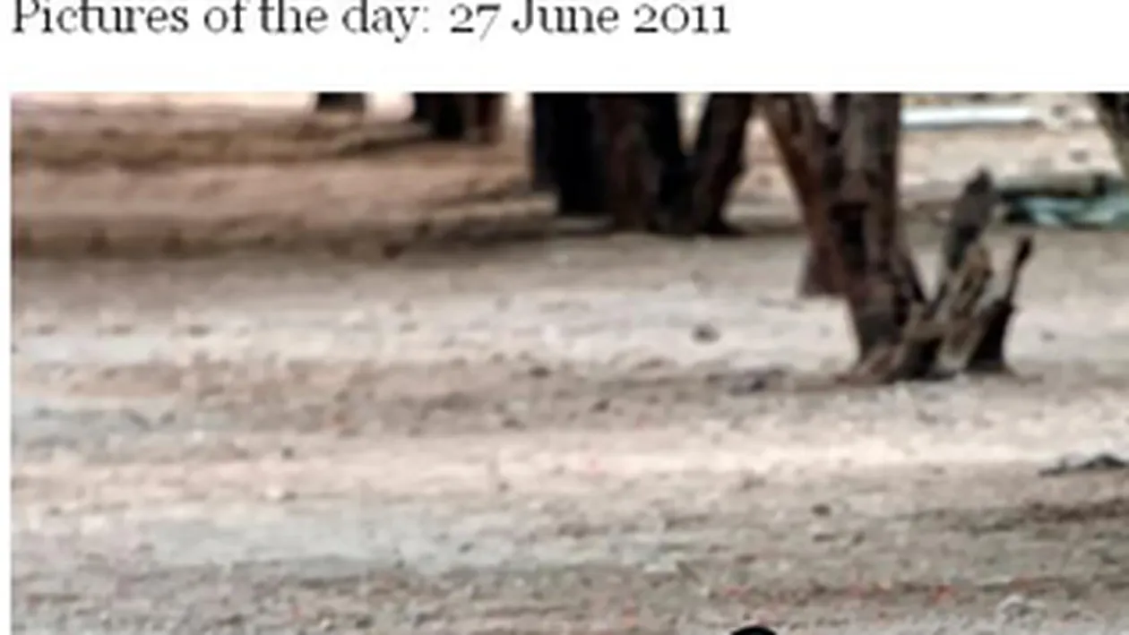 Imblanzitorul de tigri! UITE cum se joaca un calugar  budist cu  o familie de feline uriase