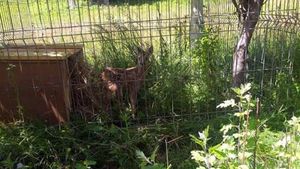 Pui de căprioară, sechestrat de mai mulți preoți, în Maramureș. Detalii înfiorătoare despre starea animalului