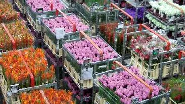 Transporturile de seminte si flori din Olanda, blocate in vami din cauza unei suspiciuni de bacterii