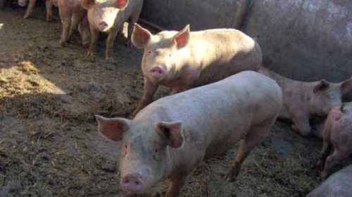 Incident la Vaslui! Porcul de Crãciun i-a mâncat degetele lui Mihãiţă, când a vrut să îl scoată din coteţ