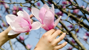Locul din România numit „orașul florilor”! Imagini spectaculoase cu magnolii și cireși japonezi