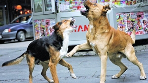 Zeci de cani maidanezi au fost impuscati din mers in Deva!
