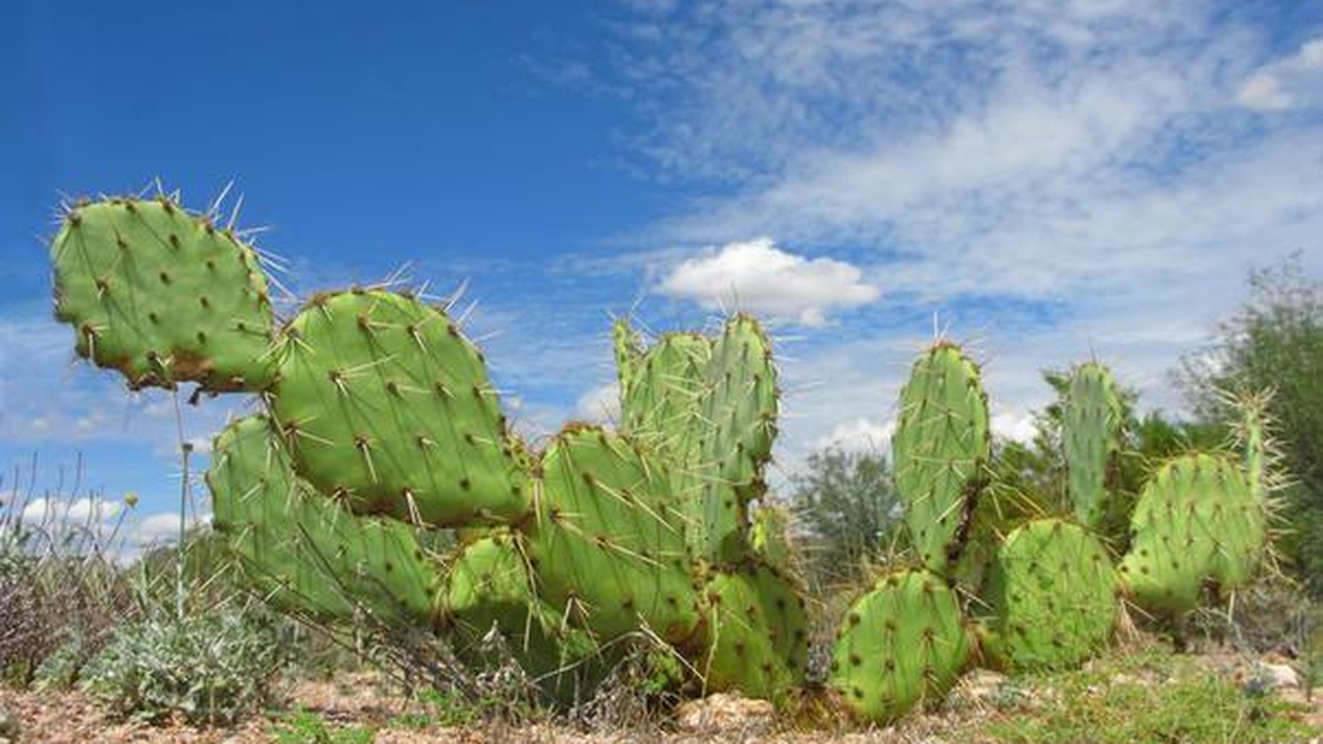 Fructul de cactus te ajută să scapi de acnee peste noapte. Trebuie doar să-l tai şi...