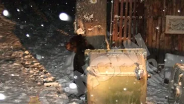 Ursii au iesit la plimbare prin Busteni, in cautare de mancare