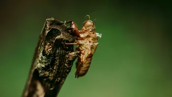 Zgomotul verii care împarte turiștii în două tabere: de ce cicadele și greierii cântă atât de tare și ce ascund sunetele vacanțelor mediteraneene