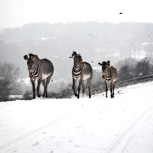 Clima o ia razna! A nins în Africa de Sud! Primele imagini cu animalele suprinse de zăpadă (video + foto)