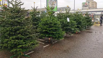 Nu e banc! Cât costă un brad de Crăciun adus din Danemarca, în decembrie 2025