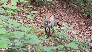 A crezut că nu vede bine! Ce animal sălbatic a fotografiat un ieșean, în timp ce se plimba în Parcul Copou