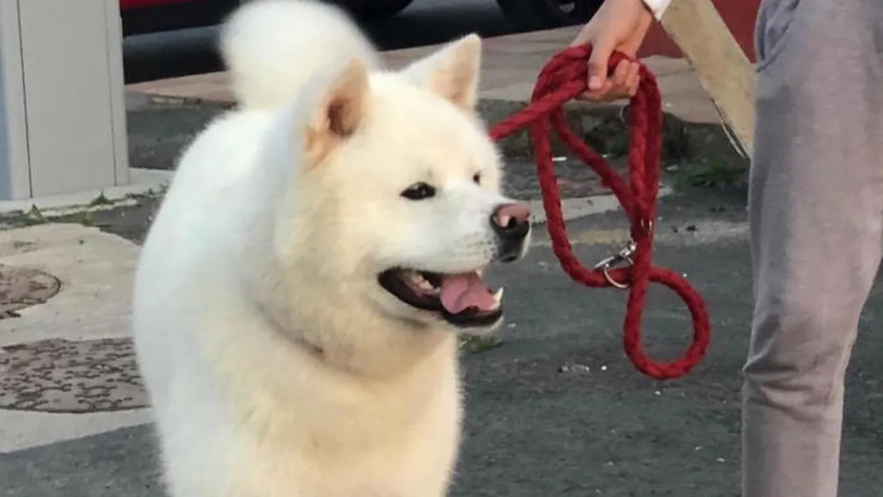 ACUM. Recompensă-record pentru un câine pierdut în București! Proprietarul plătește suma de...