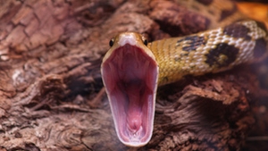 Vrea sa traiasca alaturi de cele mai veninoase reptile timp de patru luni! Oare va reusi?