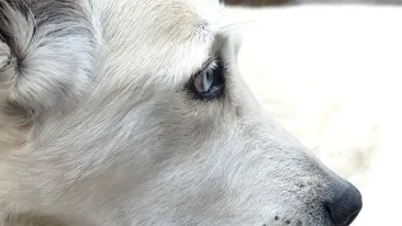 Un câine a fost abandonat de stăpânul său pe un aeroport! Povestea răvăşitoare a patrupedului care a murit de tristeţe