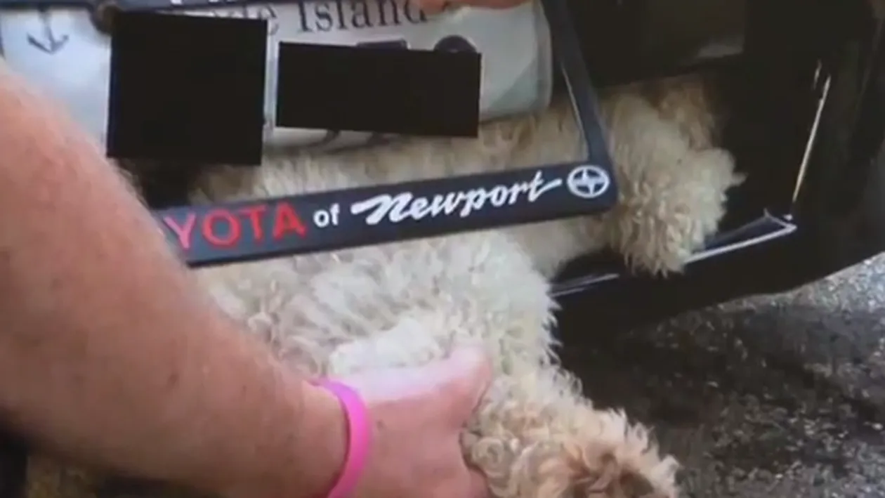VIDEO Emotionant! Un catelus a fost prins in gratarul de protectie al unei masini si a supravietuit! Vezi ce fericit este animalutul norocos!