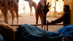 Reactia EMOTIONANTA a unei girafe in momentul in care vede chipul unui ingrijitor pe moarte! Clipul asta iti va rupe inima in doua