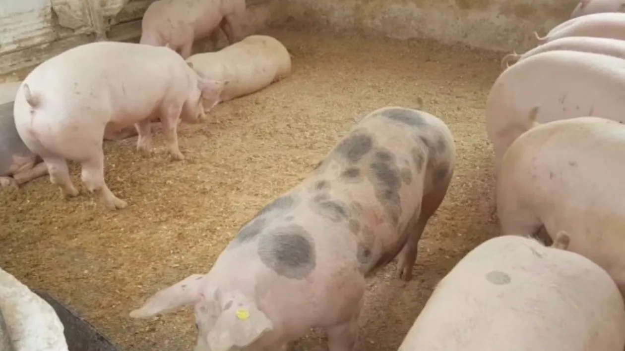 În prag de Ignat, alertă de pestă porcină în Dâmbovița