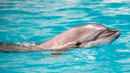 Creierul DELFINILOR eșuați prezintă semne de ALZHEIMER