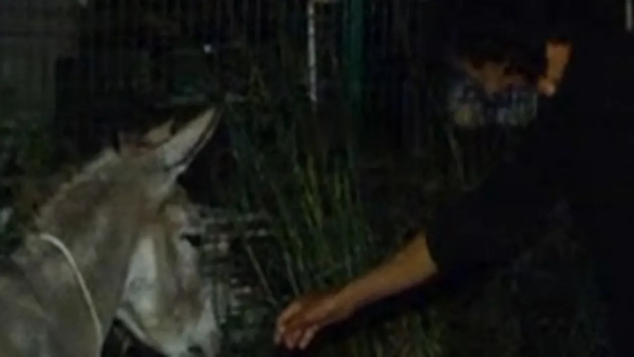 VIDEO Un turist german calatoreste prin Romania cu un magar!