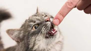 Ce se întâmplă dacă te zgârâie o pisică