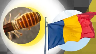 Creatura aparte filmată în Munții Bucegi: „scorpionul fals” care i-a uimit pe români. Unde obișnuiește să se ascundă?