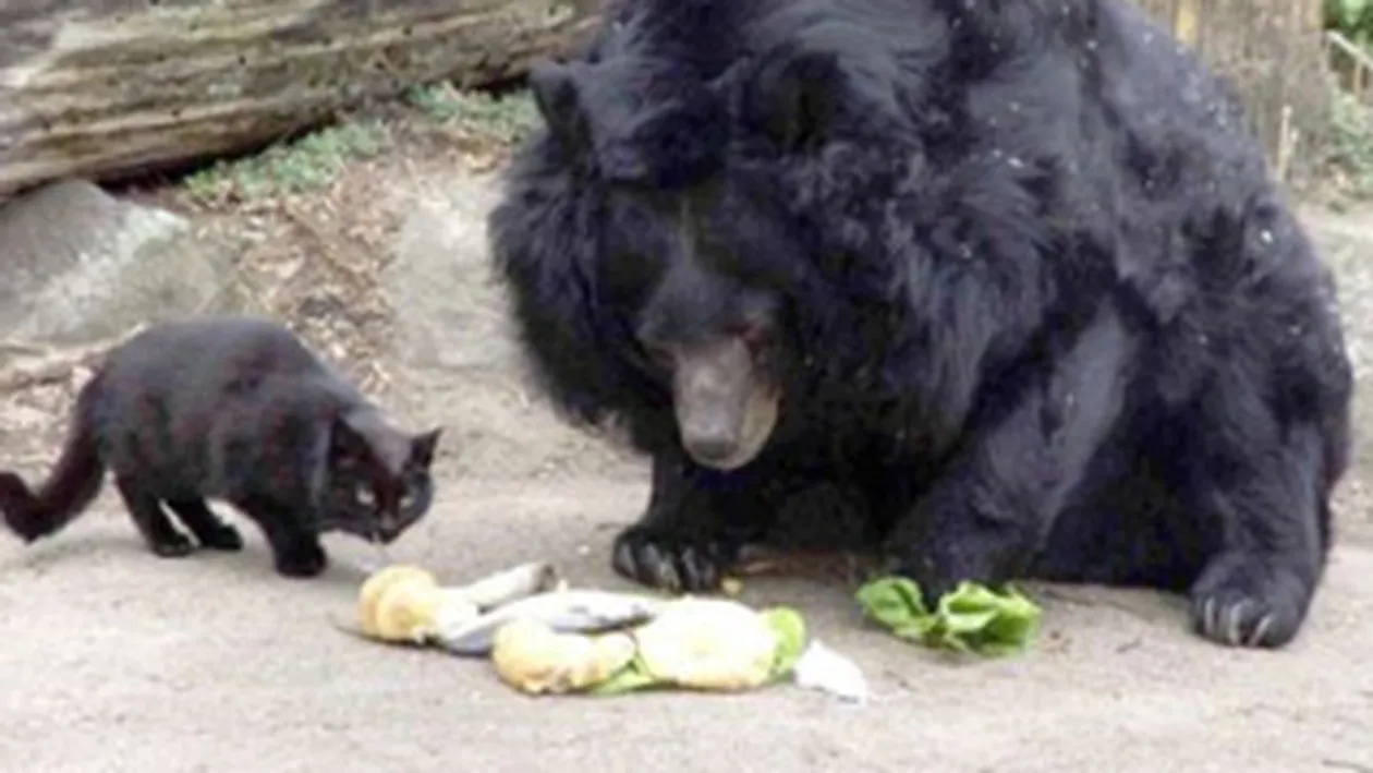 Ursul si pisica, prieteni la catarama