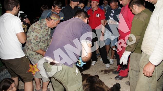 Cea mai trista stire de azi! Ursii-gunoieri din Busteni sunt impuscati de padurari pe motiv ca "au un comportamnent deviant"!