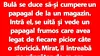 BANC | Bulă se duce să-și cumpere un papagal de la un magazin