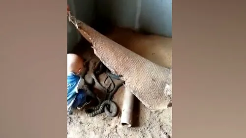 Un băiețel a găsit un cuib de șerpi, după care... Ce a putut să facă micuțul cu periculoasele reptile