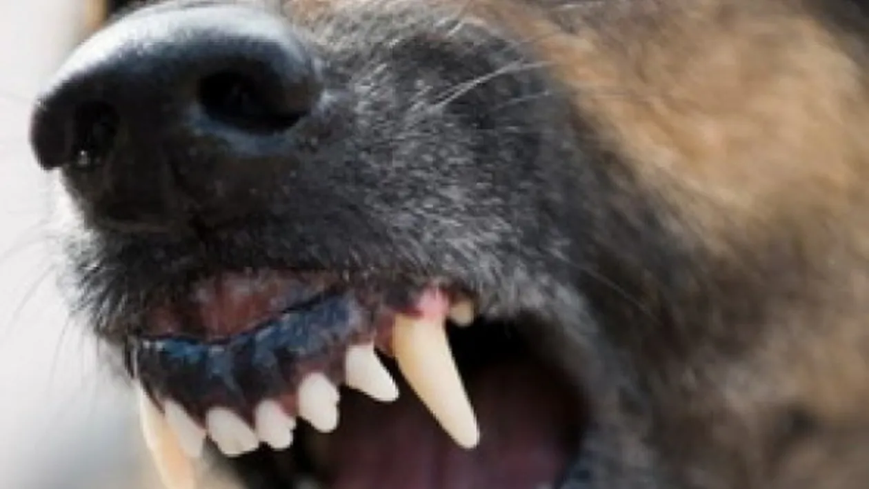 Caz şocant într-o comună din Giurgiu! Un bărbat găsit mort lângă o casă nelocuită, cu leziuni la cap şi cu muşcături de animale