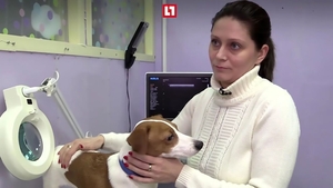 Această familie din Rusia şi-a dus câinele la medicul estetician pentru că patrupedul nu îşi mai suporta forma urechilor