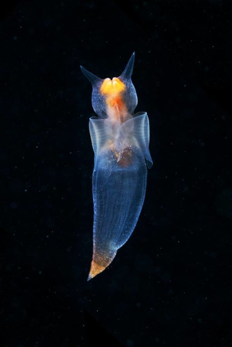 O creatură marină a devenit virală! Cum arată „îngerul de mare”