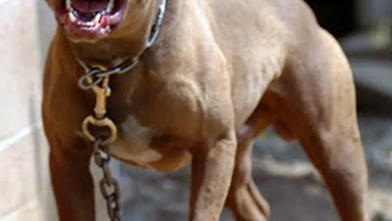 O fetita de 3 ani a murit sfasiata de 4 caini