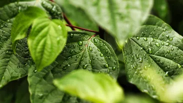 Plantele care alungă insectele în mod natural. Sunt ideale pentru curte, balcon și terasă