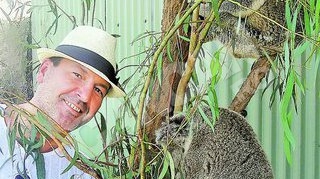 Ursuletii australieni au protector de Dorobanti! Milionarul Nicorescu, ambasador koala