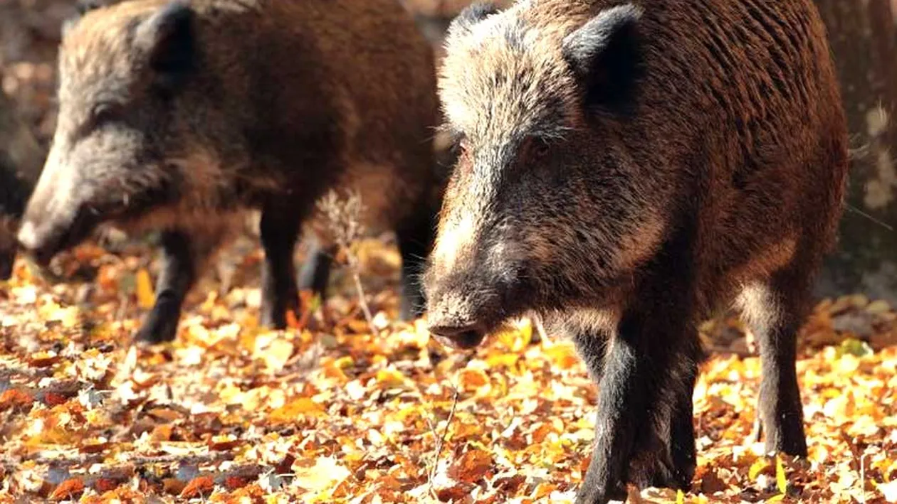 Un nou caz de pestă porcină africană a fost confirmat în Vaslui