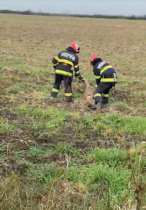 Operațiune de salvare emoționantă! Pompierii din Arad au scos o căprioară care era captivă într-un canal