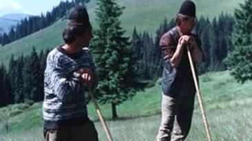 Trei ciobani au luat la bataie un paznic pentru ca le-ar fi impuscat cainele!