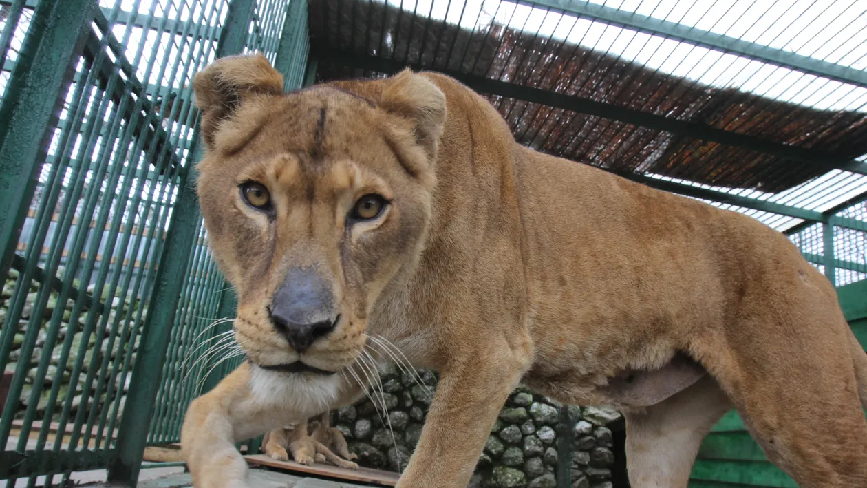 Ursoaica lui Nutu Camataru, botezata la ZOO Bucov. Partenera lui Baloo va fi Udrea!