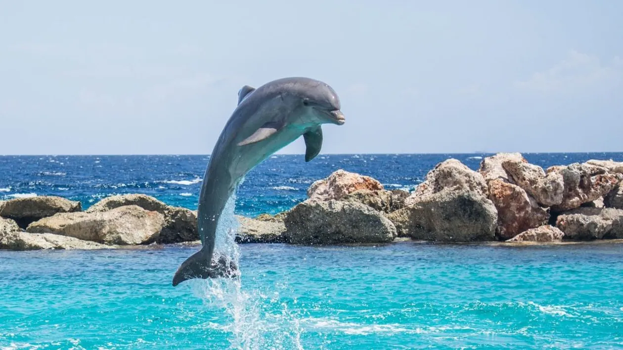 Marea Neagră s-a transformat în timpul pandemiei. Cercetătorii sunt uluiți: „Uite-l cât de mare este! L-a prins!”