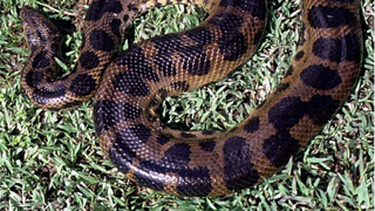 O anaconda de trei metri a provocat panica intr-un sat din Kazakhstan