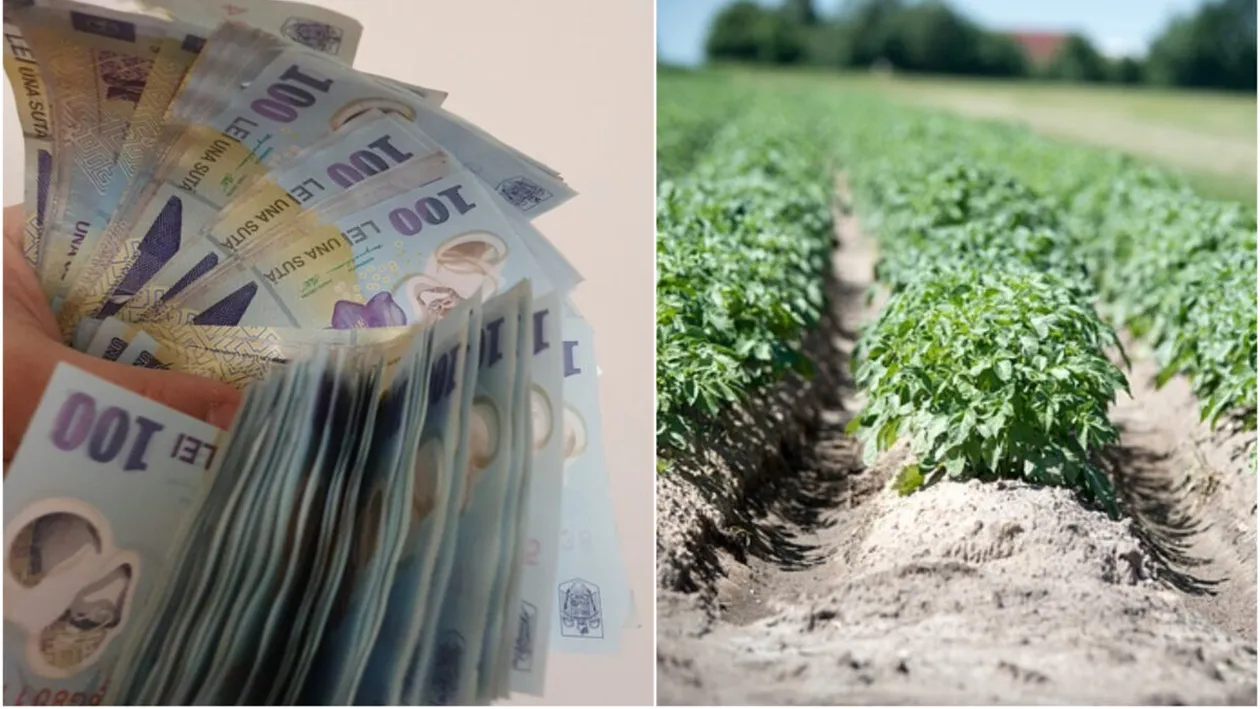 Vești importante pentru o categorie de români! Se oferă un ajutor de la stat de 1000 de lei. Care sunt condițiile