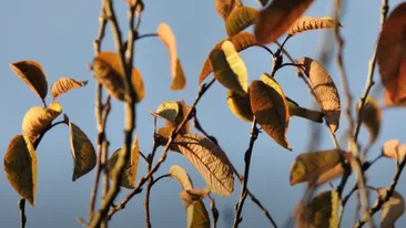 Iluzie optică virală | Unde se ascunde pasărea în această imagine? Geniile o descoperă în 10 secunde