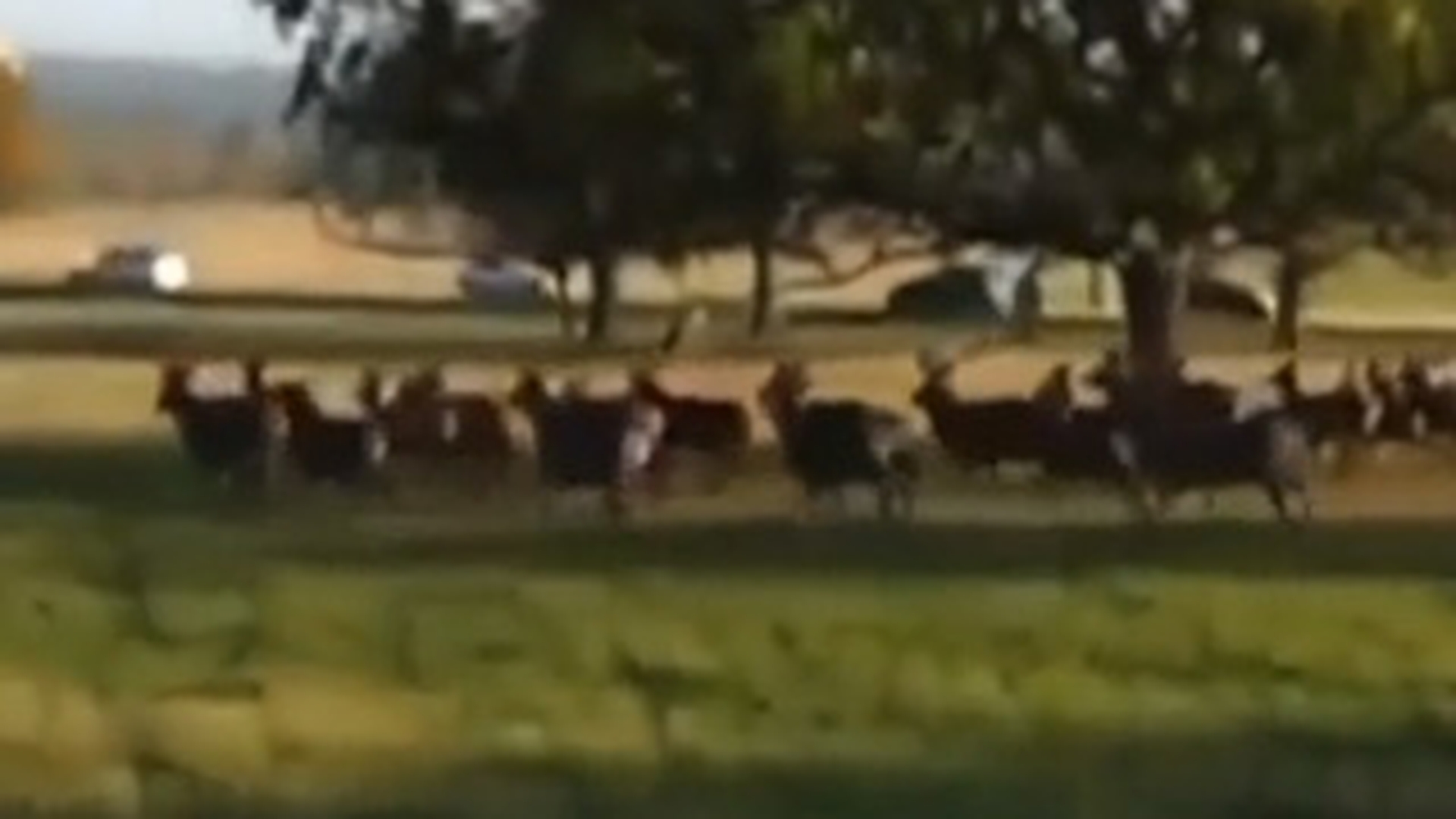 Filmuletul care te face sa razi cu lacrimi – Un labrador fugareste o turma de caprioare, iar stapanul urla disperat