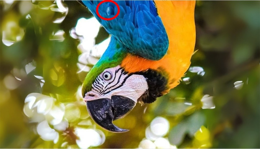 Test de logică| Găsiți sticla ascunsă în această iluzie optică! Persoanele inteligente reușesc în maximum 5 secunde
